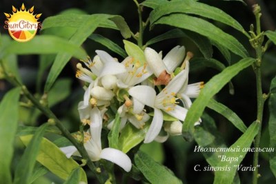 Sinensis Varia 